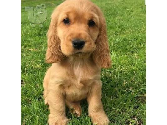 KC καταχωρημένα κουτάβια Cocker Spaniel